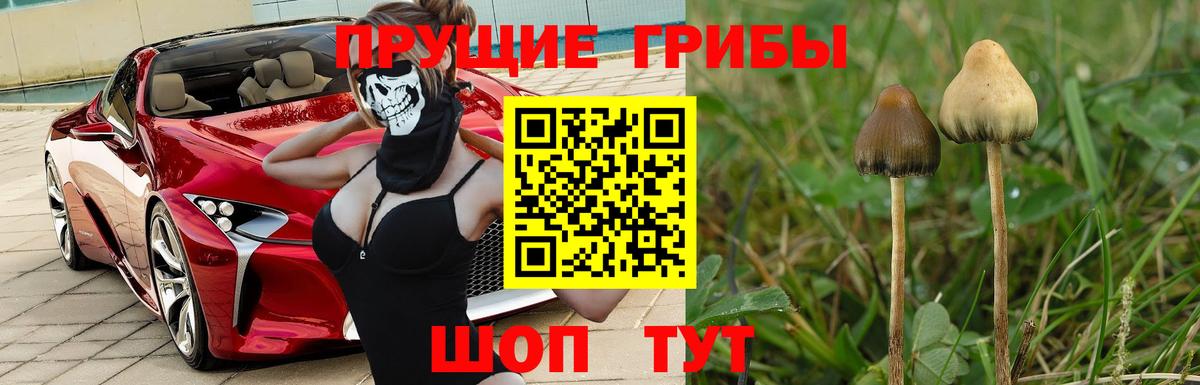 Псилоцибиновые грибы Cubensis Калач-на-Дону